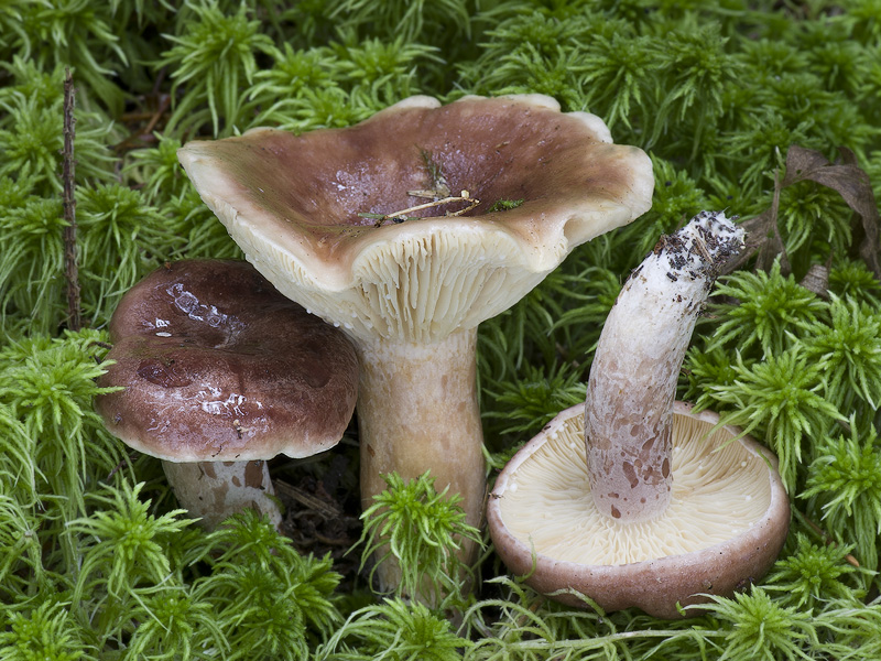 Lactarius hysginus